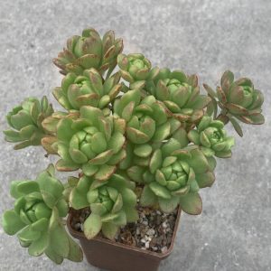 Aeonium sedifolium