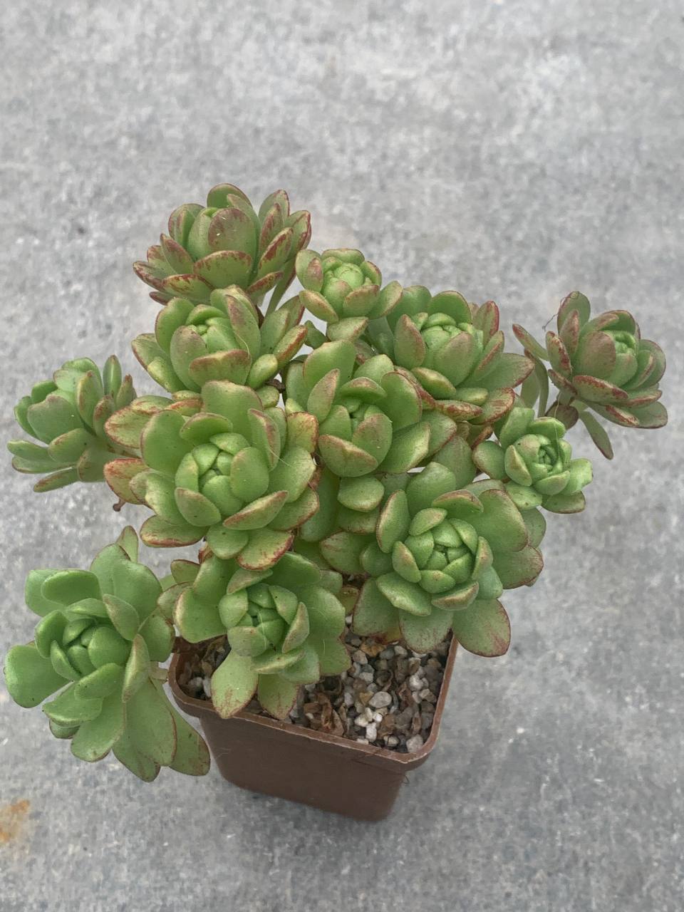 Aeonium sedifolium