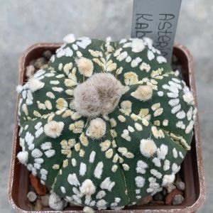 Astrophytum asterias “Super Kabuto” hybr