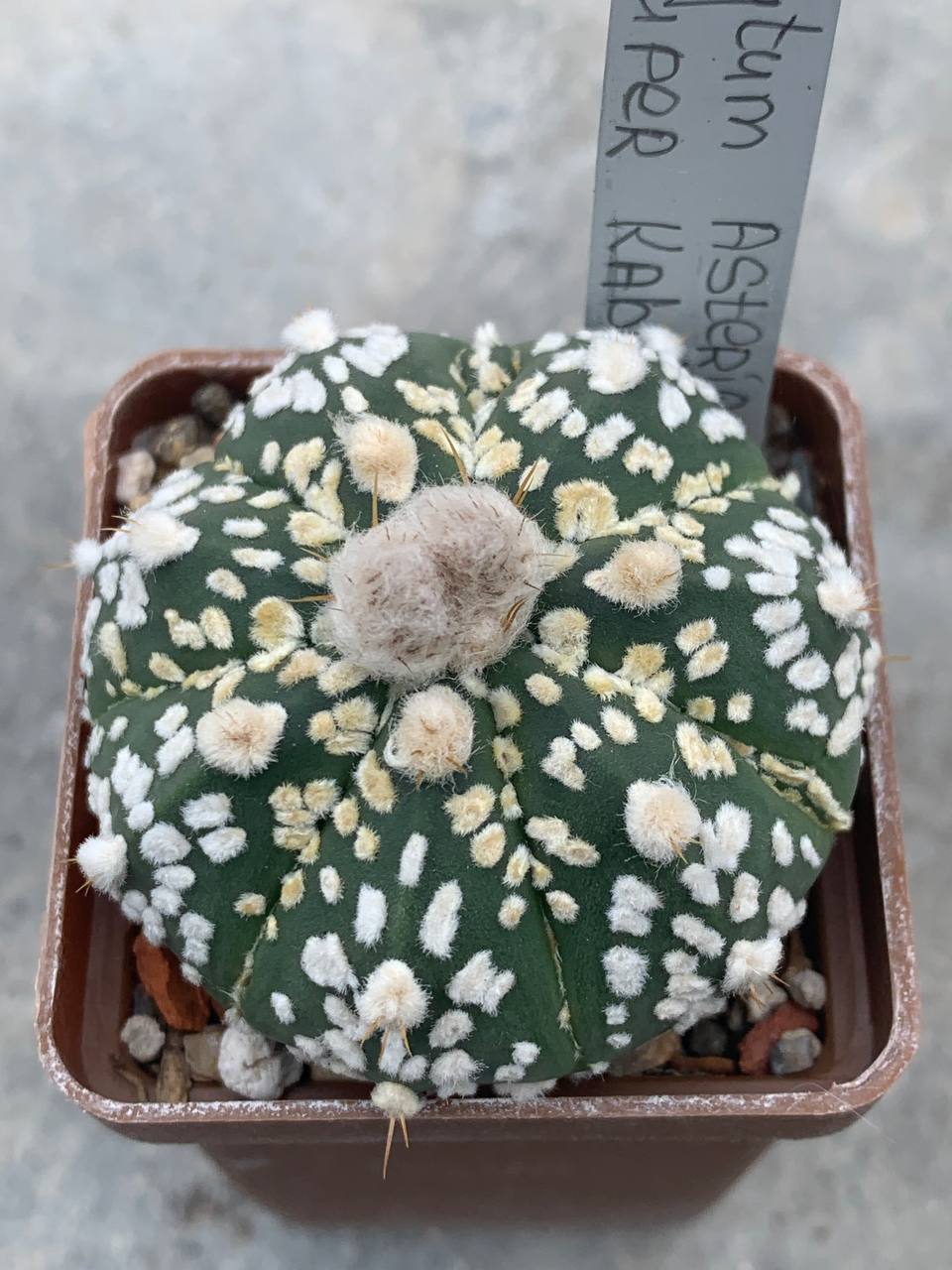 Astrophytum asterias “Super Kabuto” hybr