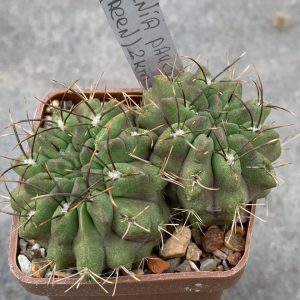 Neochilenia paucicostata aff.(Green) 2km Paposo