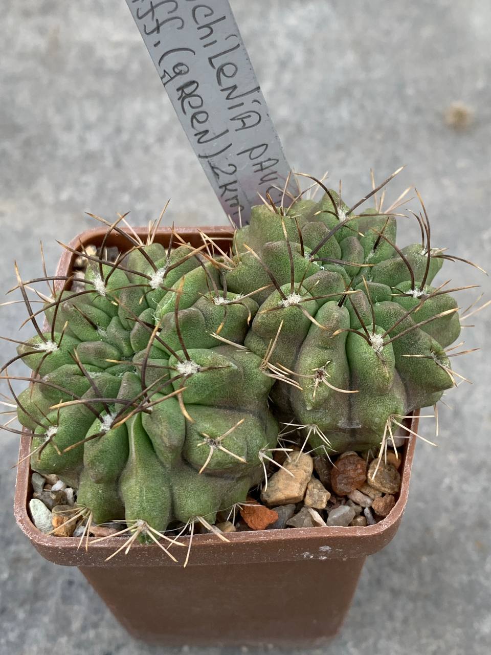 Neochilenia paucicostata aff.(Green) 2km Paposo