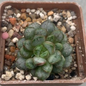 Graptoveria amethorum