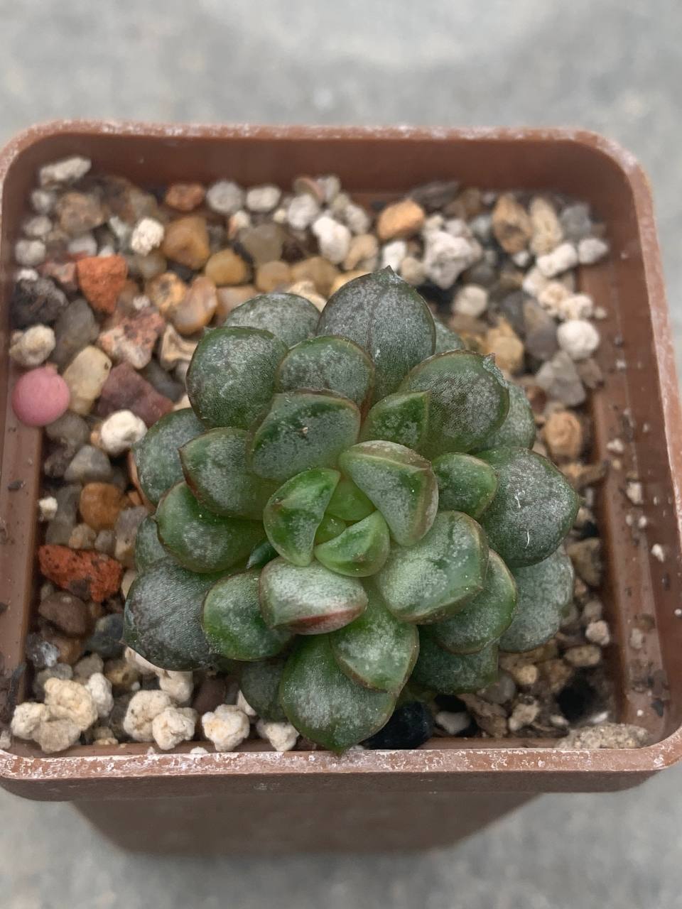 Graptoveria amethorum