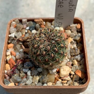 Sulcorebutia zavaletae WR 590