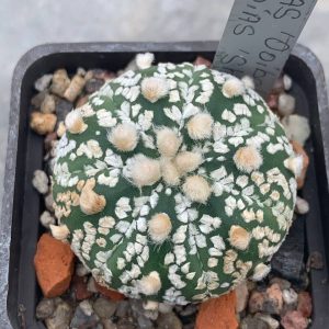 Astrophytum asterias ‘ooibo’ x asterias ‘shiowa’