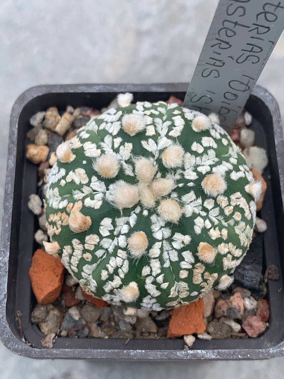 Astrophytum asterias ‘ooibo’ x asterias ‘shiowa’