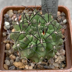Pyrrhocactus garaventai