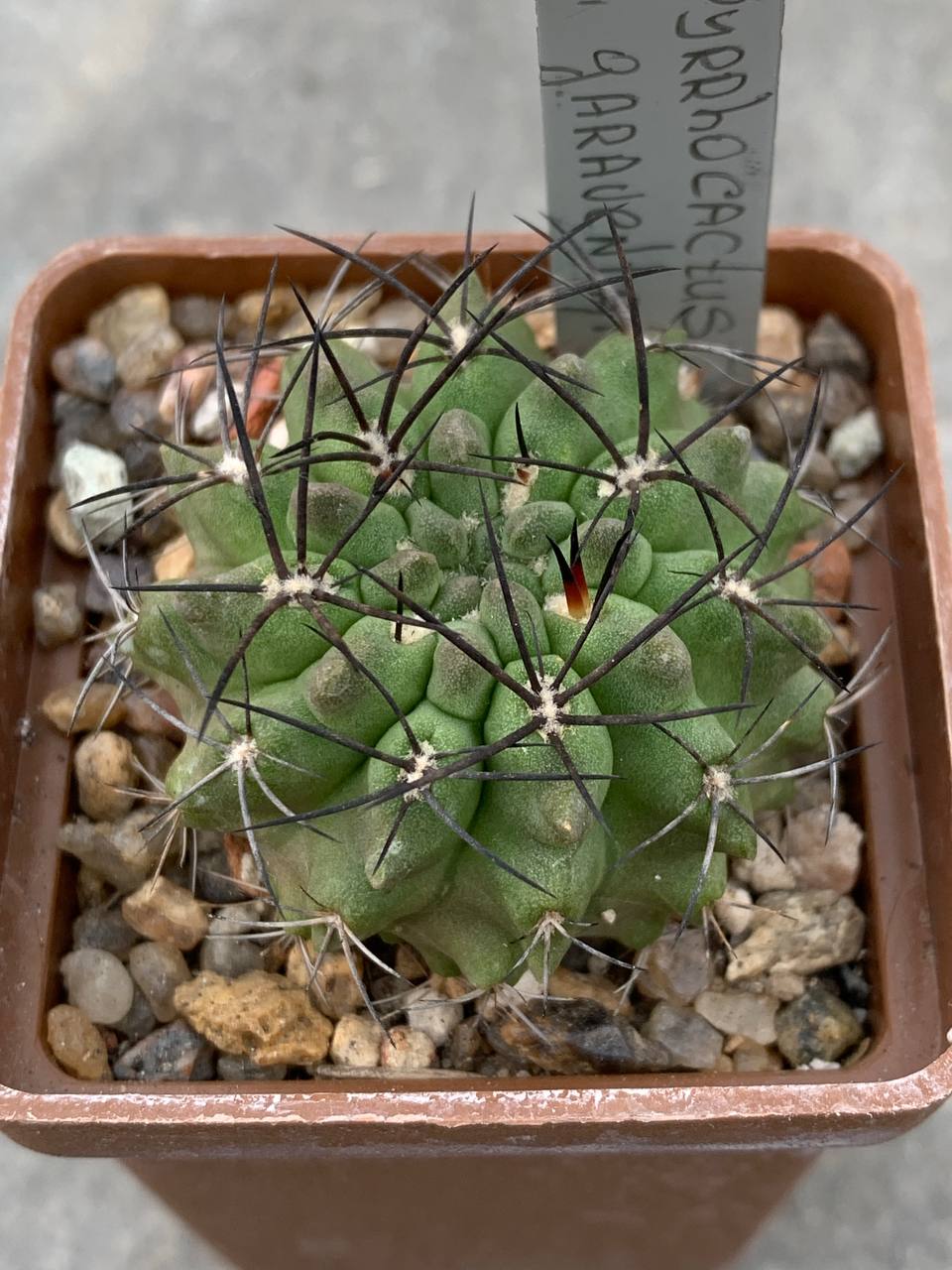 Pyrrhocactus garaventai