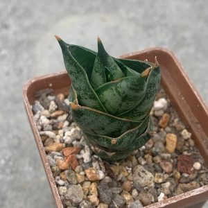 Sansevieria cv. ‘Inti’