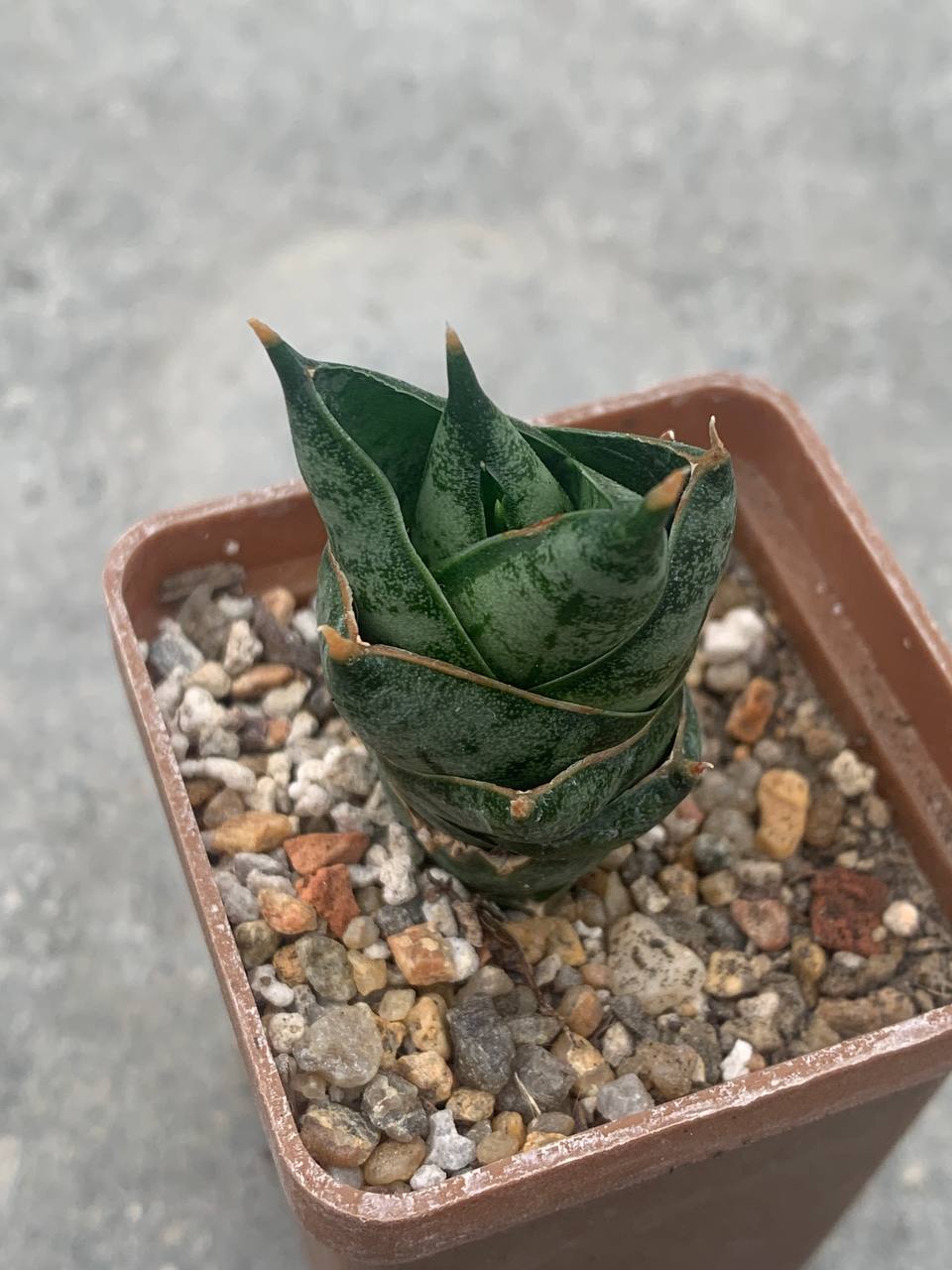 Sansevieria cv. ‘Inti’