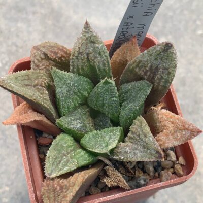 Haworthia magnifica v. splendens x speksii x atrofusca