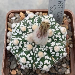 Astrophytum asterias ‘ooibo’ x asterias ‘shiowa’