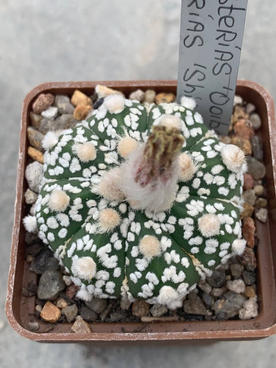 Astrophytum asterias ‘ooibo’ x asterias ‘shiowa’