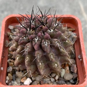 Pyrrhocactus echinus