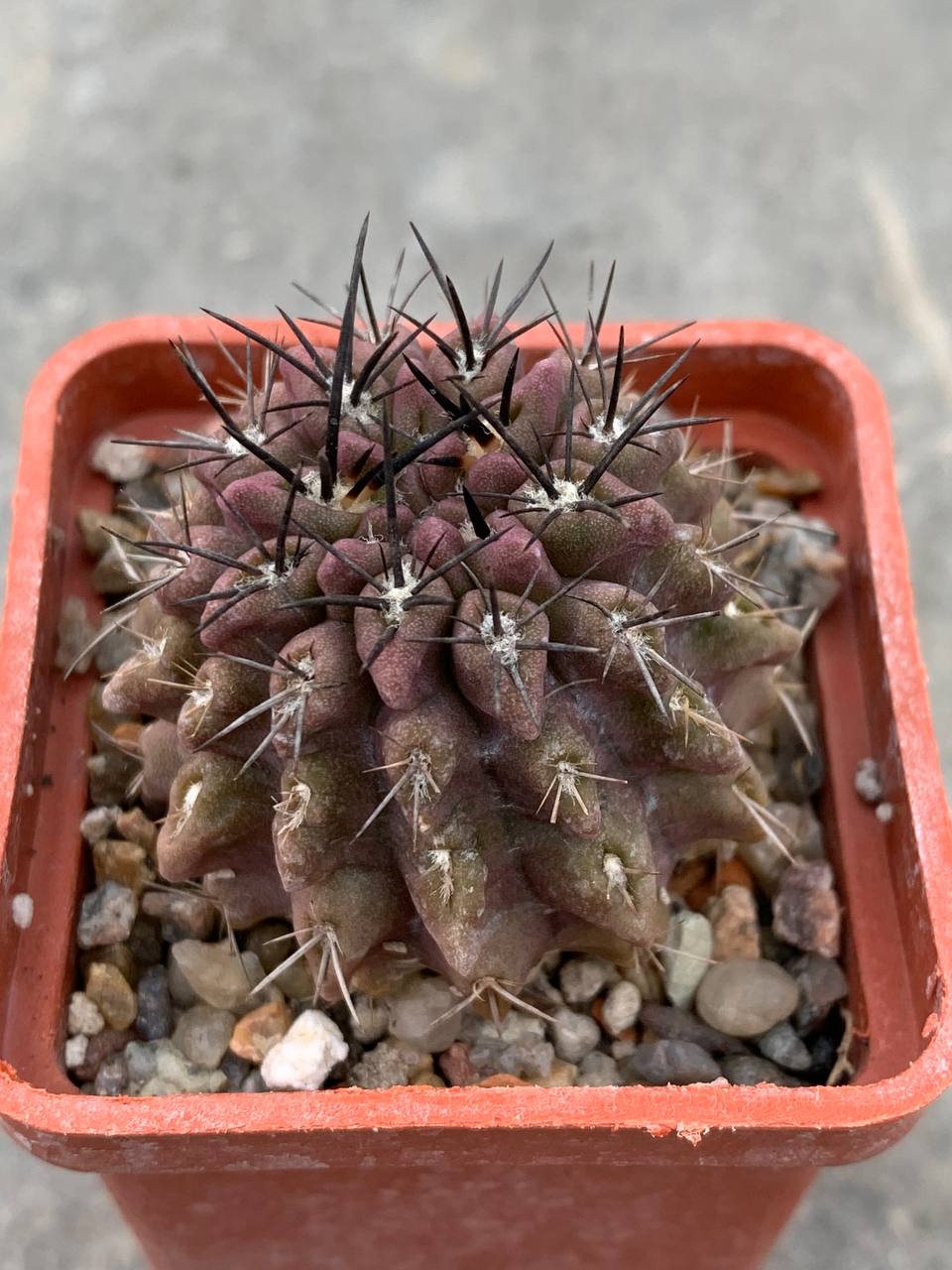Pyrrhocactus echinus