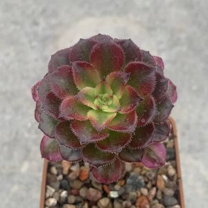 Aeonium cv. ‘Mardi Gras’