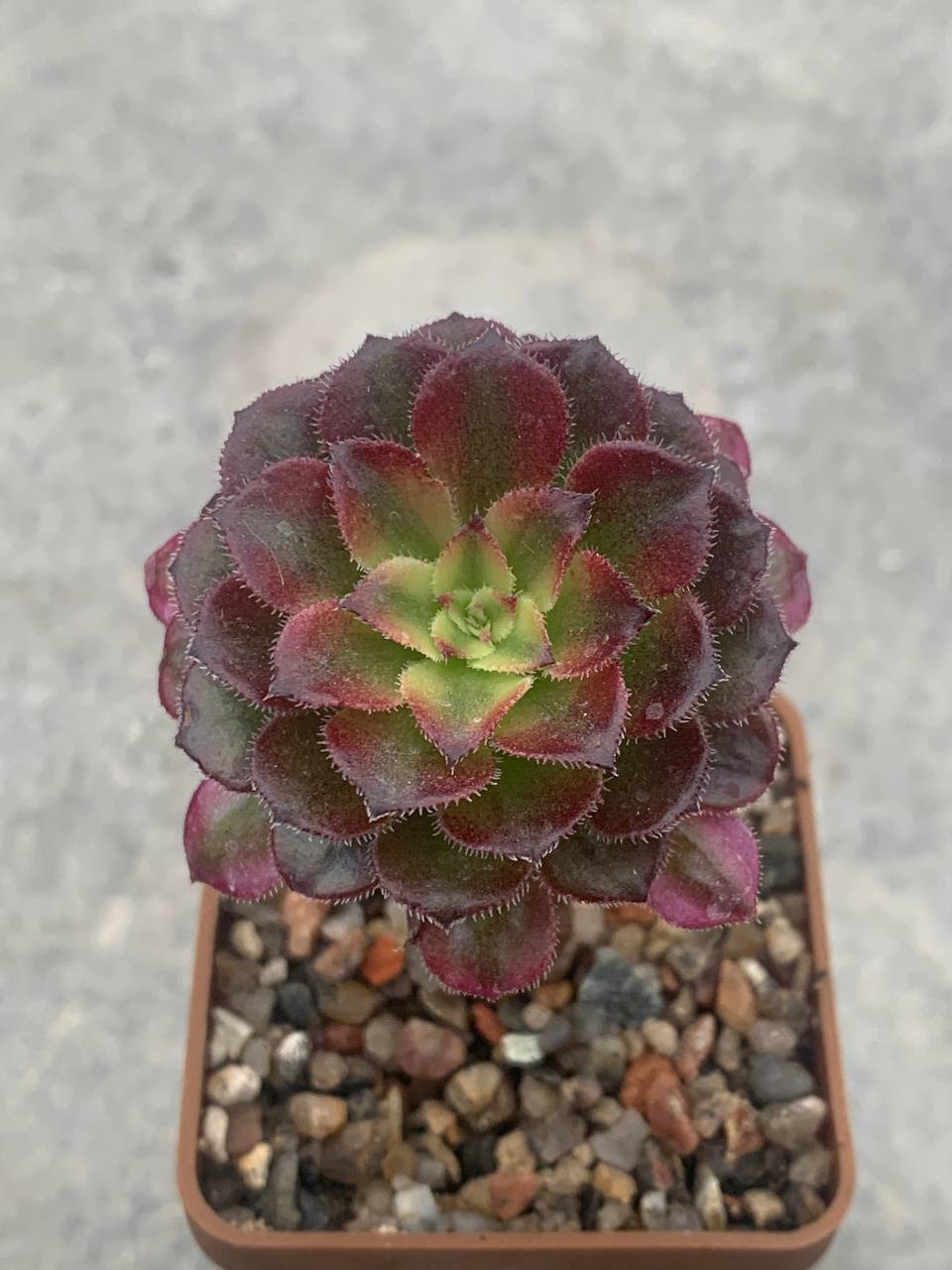 Aeonium cv. ‘Mardi Gras’