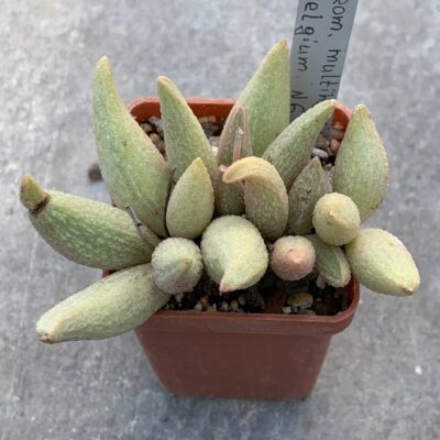 Adromischus hybr Belgium #6