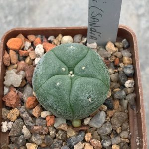 Lophophora williamsii (Sandia El Grande)