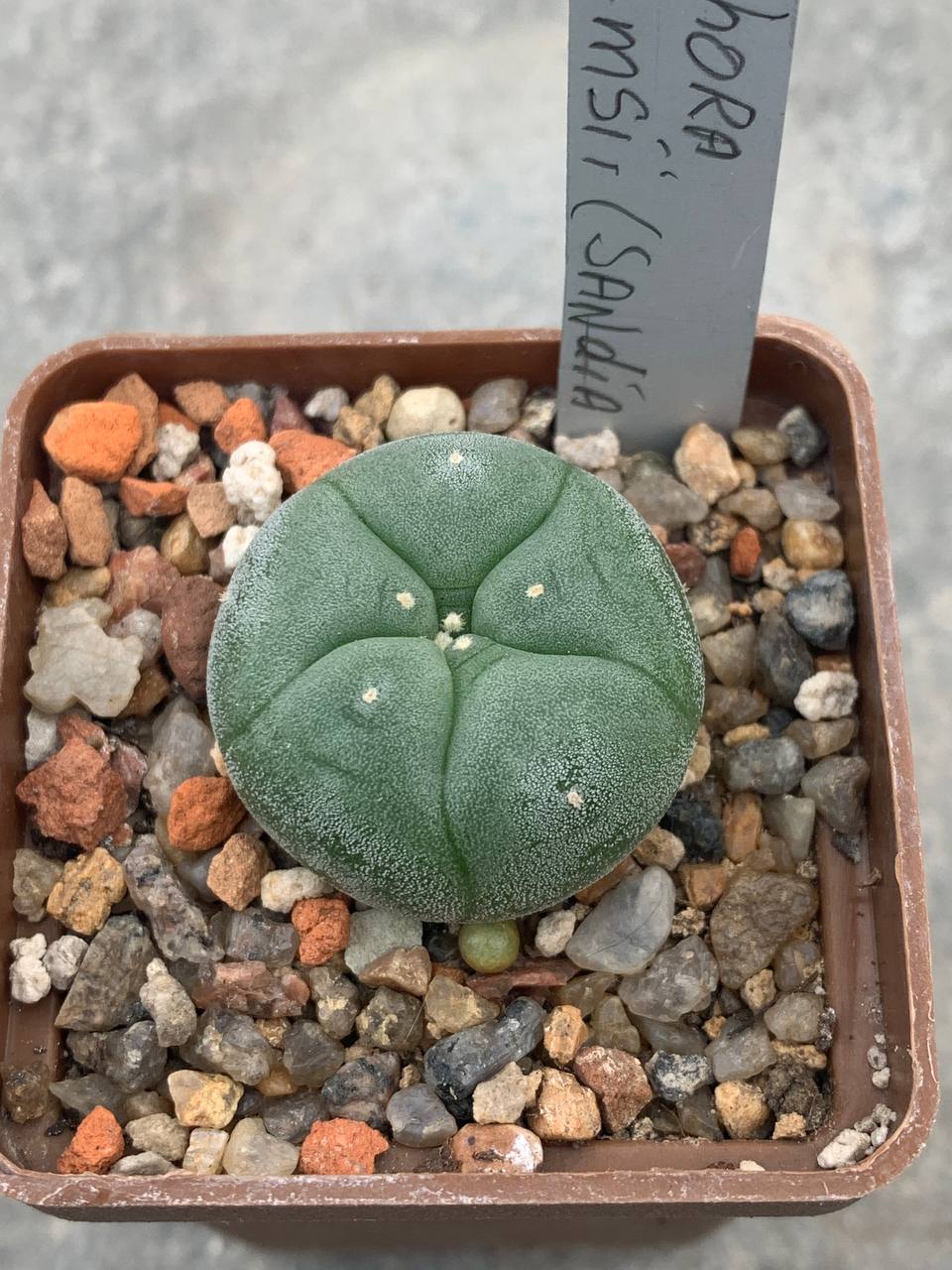 Lophophora williamsii (Sandia El Grande)