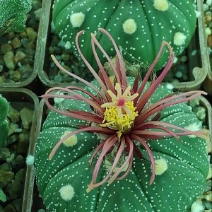 Astrophytum asterias ‘shiowa’ x Pavlica Rose flower