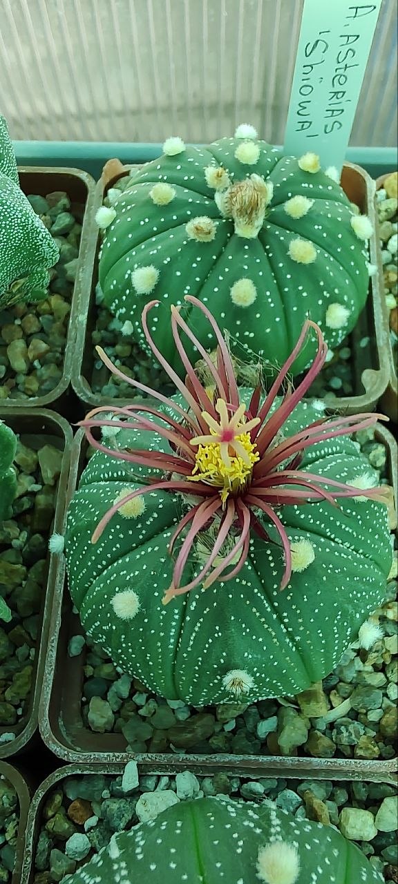Astrophytum asterias ‘shiowa’ x Pavlica Rose flower