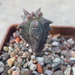 Astrophytum myriostigma *Kikko*