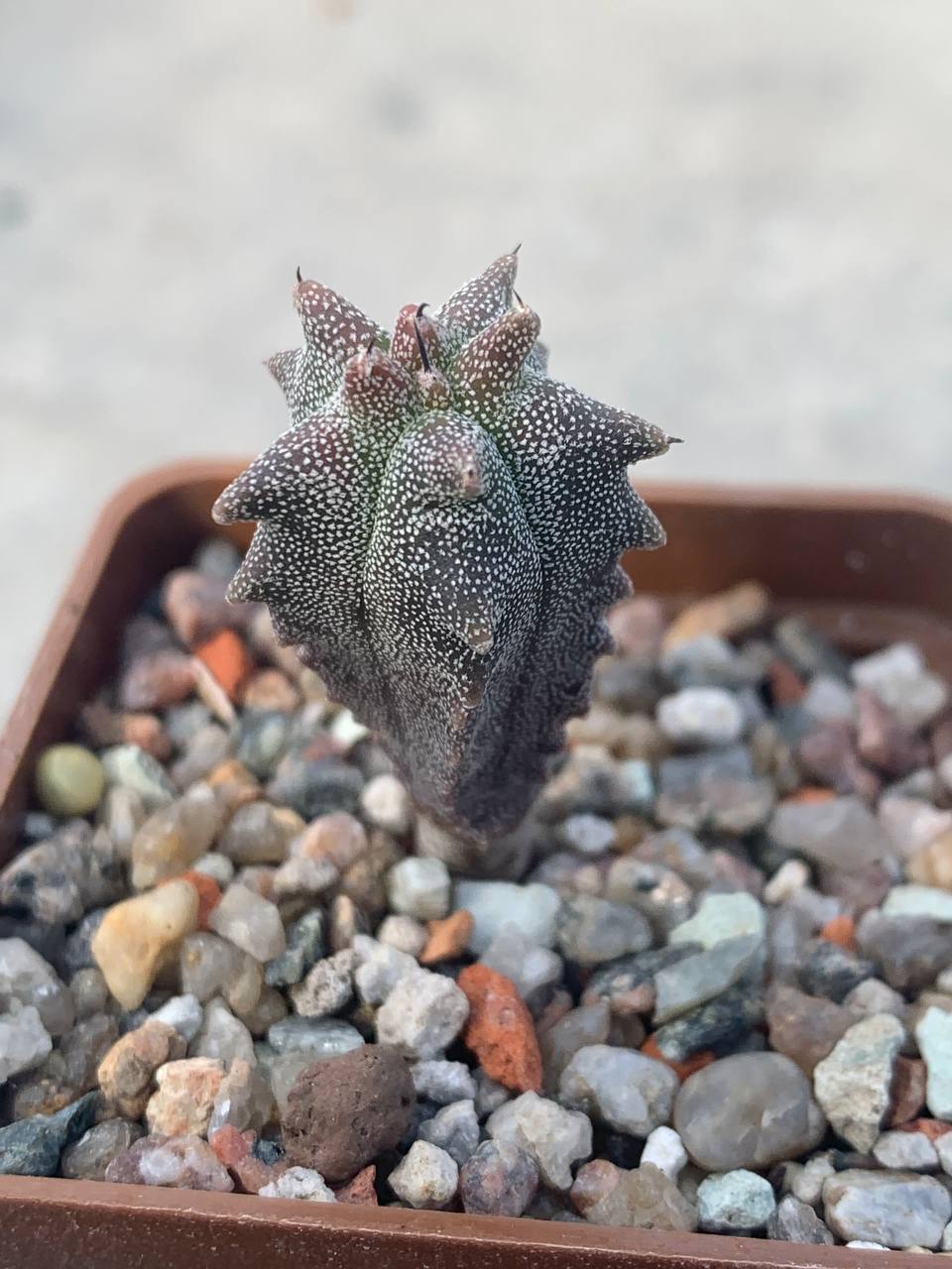 Astrophytum myriostigma *Kikko*