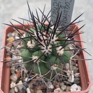 Copiapoa coquimbana (El Trapiche)
