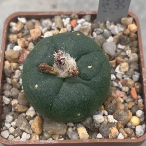 Lophophora koehresi