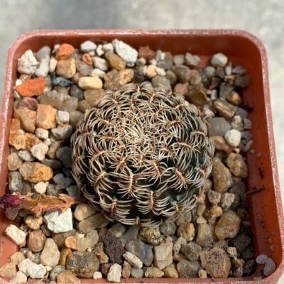 Sulcorebutia purpurea