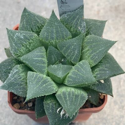 Haworthia pygmea fa crystallinae