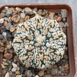 Astrophytum asterias “Super Kabuto” hybr V-type