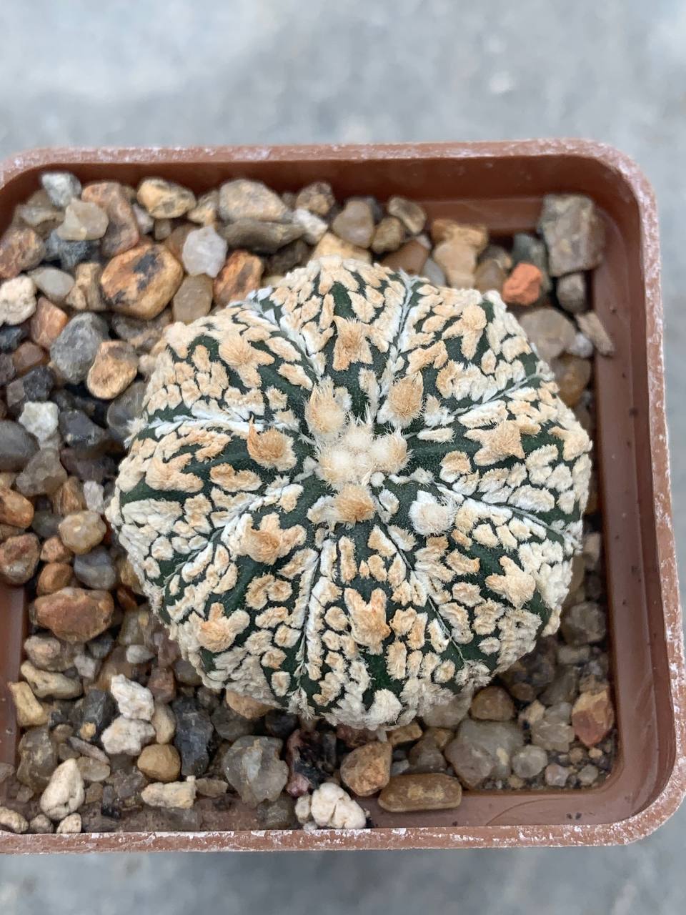 Astrophytum asterias “Super Kabuto” hybr V-type