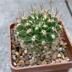Pyrrhocactus armatus WM 333
