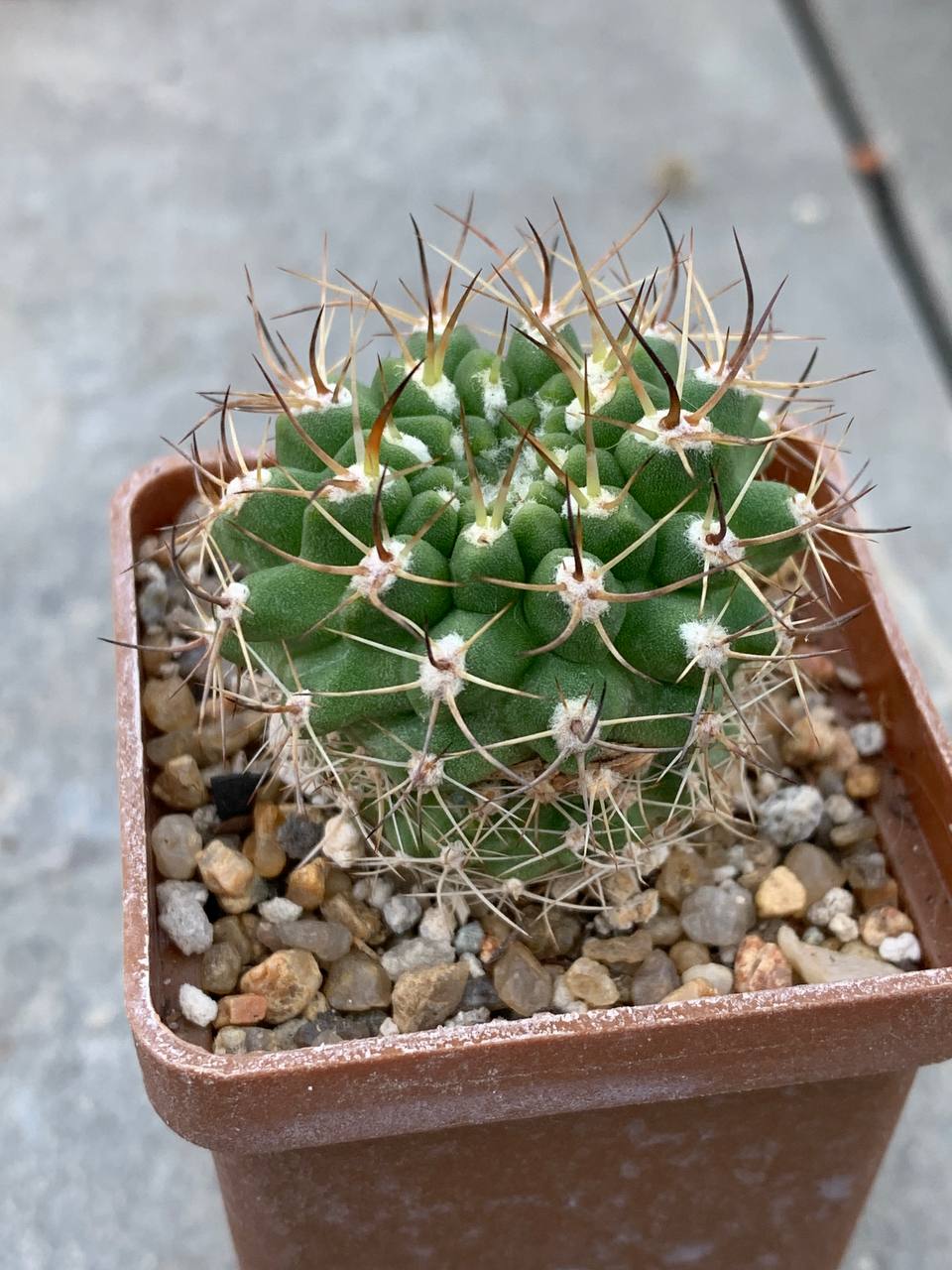 Pyrrhocactus armatus WM 333