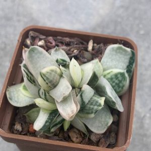 Gasteria cv. ‘Sakura Fuji’ IB 18044(miniature)