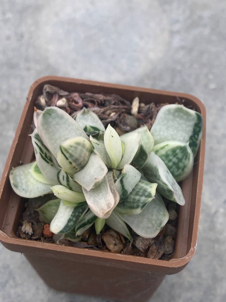 Gasteria cv. ‘Sakura Fuji’ IB 18044(miniature)