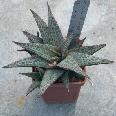 Haworthia cv. ‘Thunder Dragon’ x cv ‘Fang’