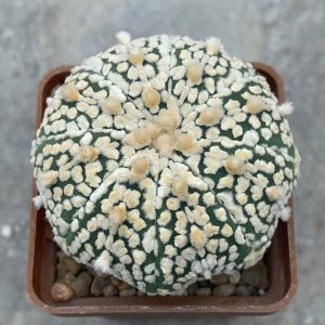 Astrophytum asterias “Super Kabuto” hybr