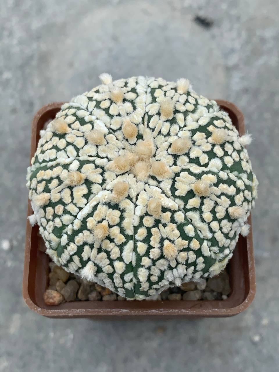 Astrophytum asterias “Super Kabuto” hybr