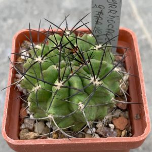 Pyrrhocactus garaventai