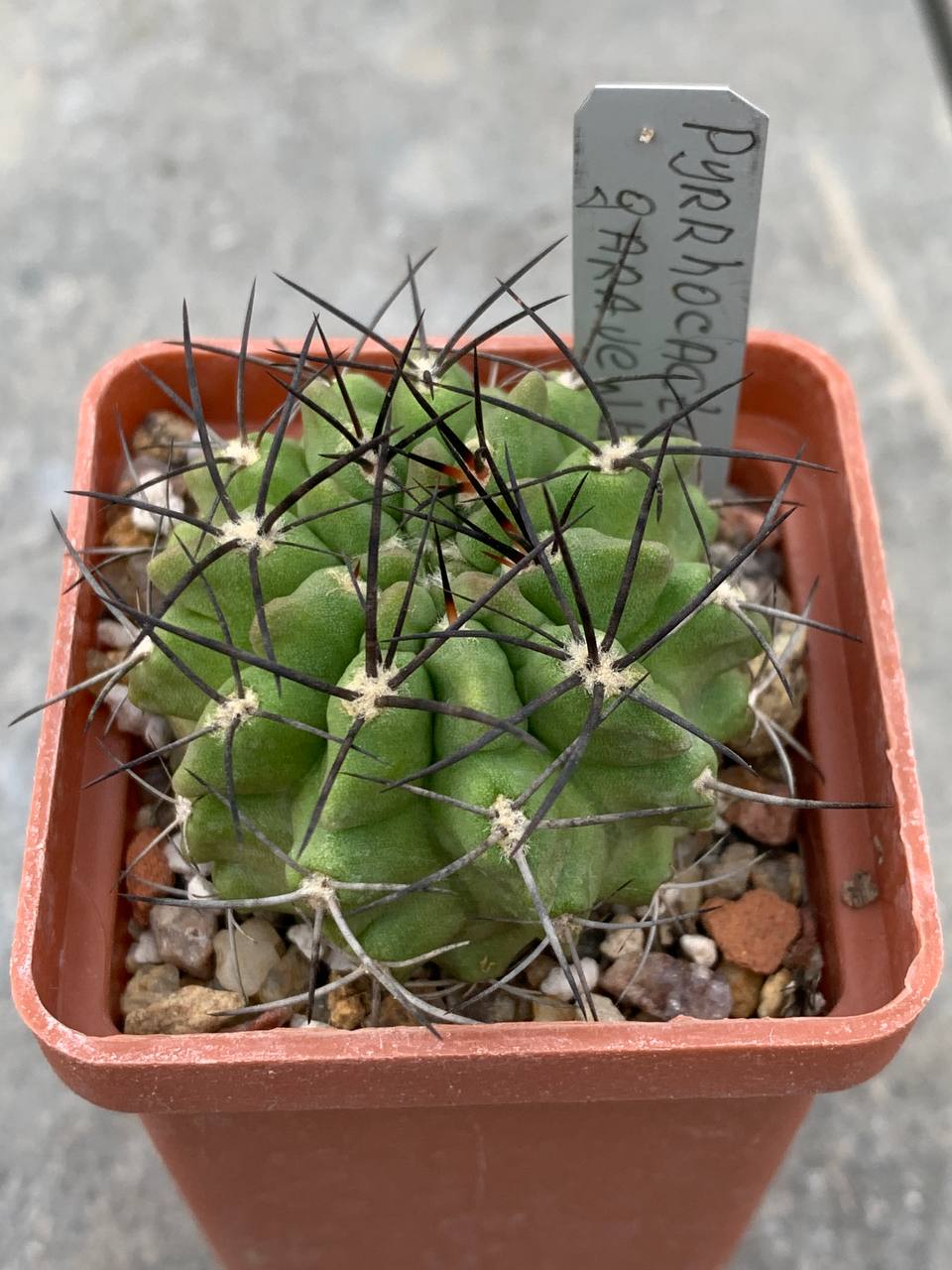 Pyrrhocactus garaventai