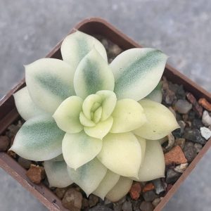 Echeveria agavoides fa variegata