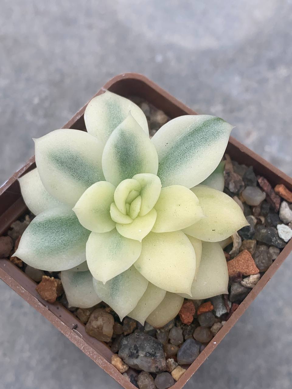 Echeveria agavoides fa variegata