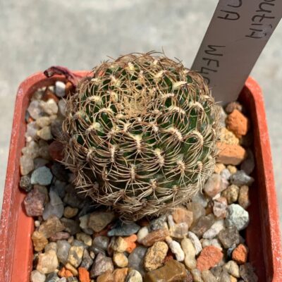 Sulcorebutia albissima WF 40