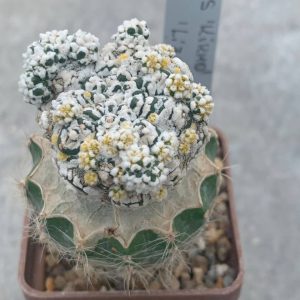 Astrophytum asterias ‘Kikko’ x asterias ‘Lizard skin’