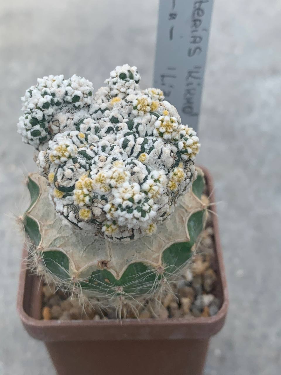 Astrophytum asterias ‘Kikko’ x asterias ‘Lizard skin’