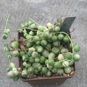 Senecio rowleganus fa variegata